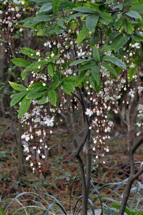 垂枝茉莉風水|垂茉莉 – 菁芳園綠生活